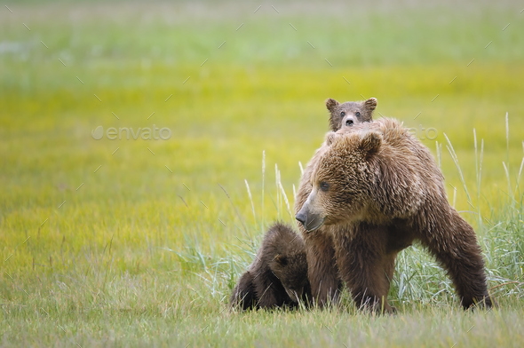 Mother grizzly bear with her cubs in a green meadow