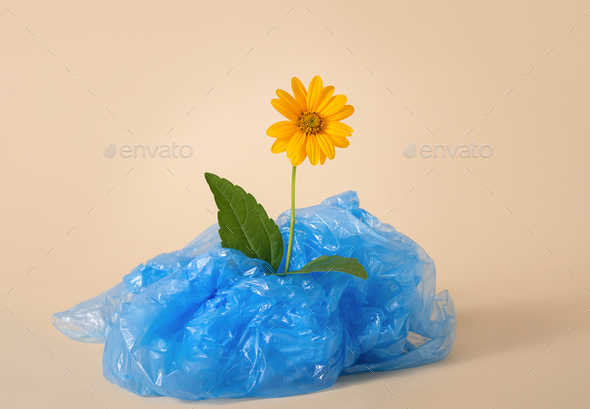 A flower in a plastic bag on a beige background. Environmental pollution.Earth pollution. Copy space