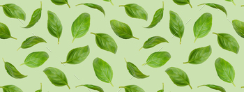 basil%20green%20banner