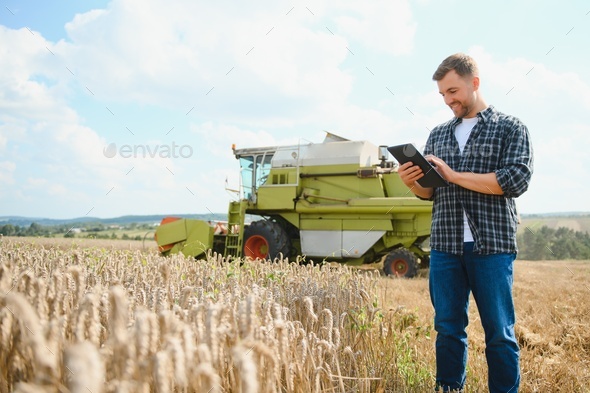 Combine harvester driver going to crop rich wheat harvest. Stock Photo ...