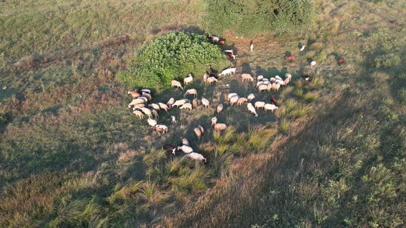Aerial Sheep Grazing alt
