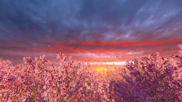 Morning Sun Creates a Soft Pink Hue Across The Petals alt