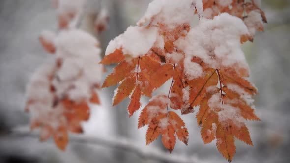 Autumn Trees with Colorful Leaves and Snow Cover