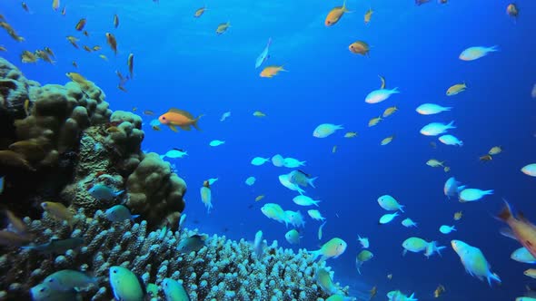 Tropical Coral Garden Orange Blue Fish alt