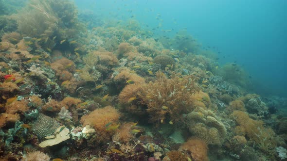 Coral Reef and Tropical Fish Underwater alt