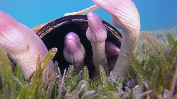 Underwater Grey Geometric Morays alt