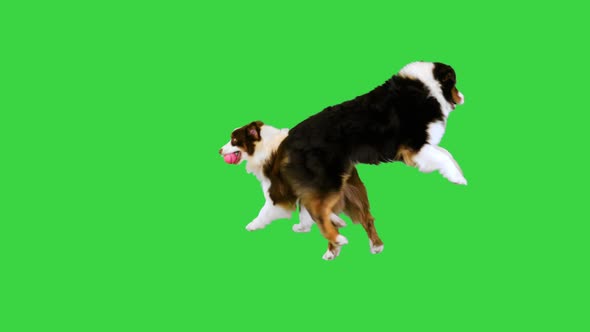 Two Australian Shepherds Running After the Ball Who Will Be First on a Green Screen Chroma Key