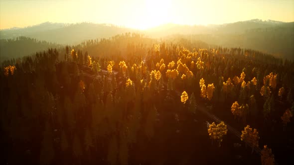 Sunlight in Spruce Forest in the Fog on the Background of Mountains at Sunset alt