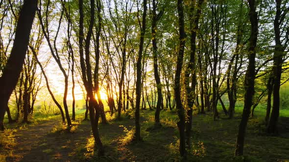 Drone Footage of Dense Evening Woods with Tall Trees and Bright Yellow Sunlight Shining Between alt