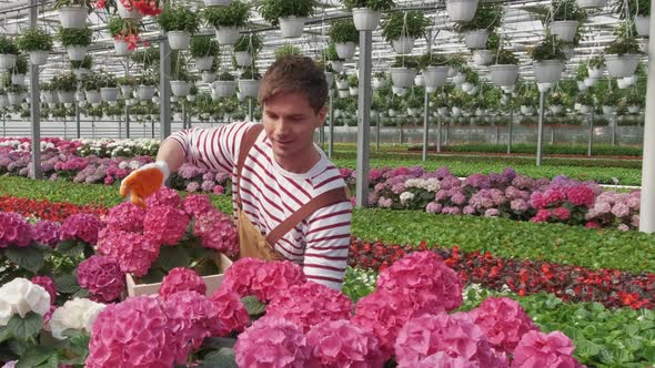 Male Gardener is Taking Care of Plants While Gardening Flowers in Greenhouse alt
