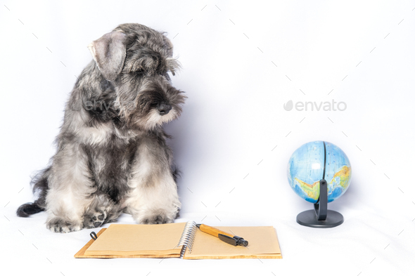 Sad Schnauzer white and gray color sitting next to a notepad and pen ...