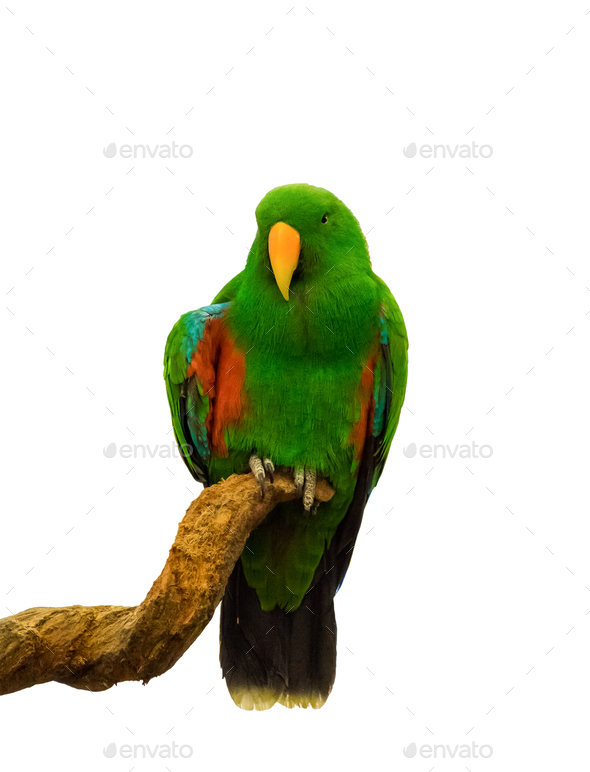 Macaw parrot green holding branch