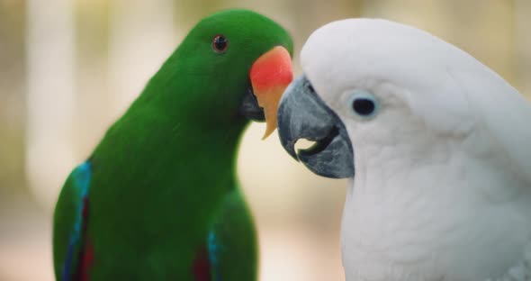 Eclectus parrot and white cockatoo playing with each other, shallow focus alt