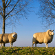 Sheep standing on a dike with trees near Dordrecht - PhotoDune Item for Sale