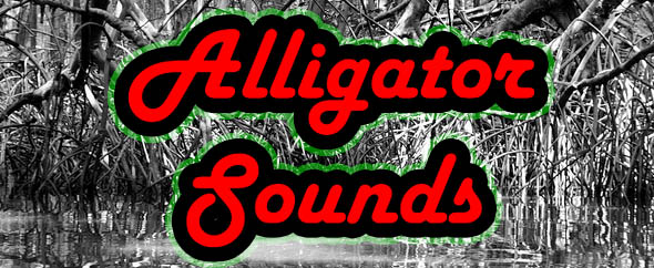 Alligator