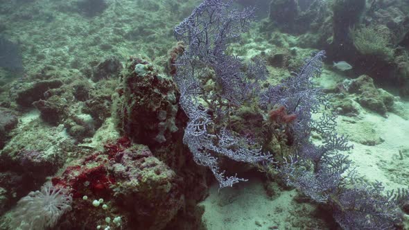 Coral Reef and Tropical Fish alt