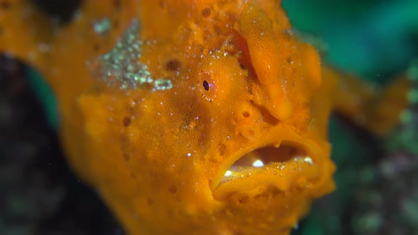 Orange warty Frogfish (Antennarius maculatus) super close up of face, mouth, eye alt