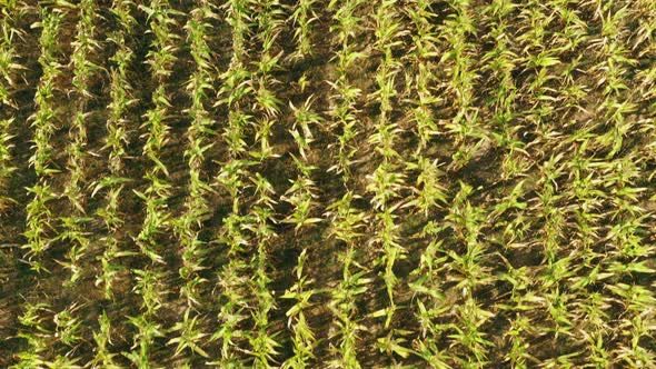Aerial View Of Corn Maize Field Landscape alt