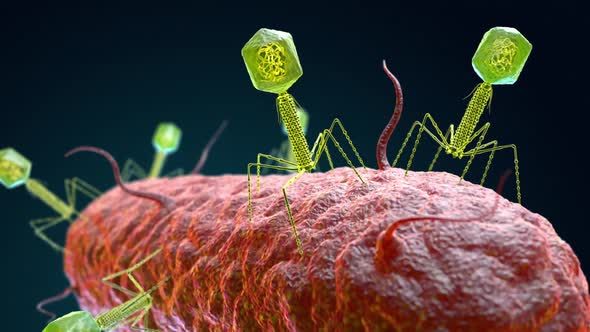 Bacteriophage Virus Attacking a Bacterium