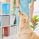 Golden Retriever Dog in the Hospital - VideoHive Item for Sale