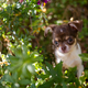 Puppy&#39;s Garden Adventure - PhotoDune Item for Sale