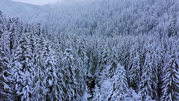 Coniferous trees covered with snow in the winter forest. Landscape. alt