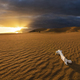 Dramatic sunset over the sand dunes in the desert. Gobi desert - PhotoDune Item for Sale