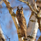 A Long-eared Owl (Asio otus) sitting on a tree against the blue sky. Sunny day - PhotoDune Item for Sale