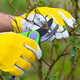 Spring pruning roses in the garden, gardener&#39;s hands with secateur - PhotoDune Item for Sale