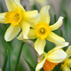 Spring yellow Daffodils. Fresh Narcissus flowers. Floral background - PhotoDune Item for Sale
