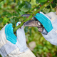 Pruning roses in the garden, gardener&#39;s hands with secateurs - PhotoDune Item for Sale