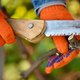 The gardener makes the pruning of a grape bush.  - PhotoDune Item for Sale