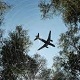 Plane Flies Over Forest