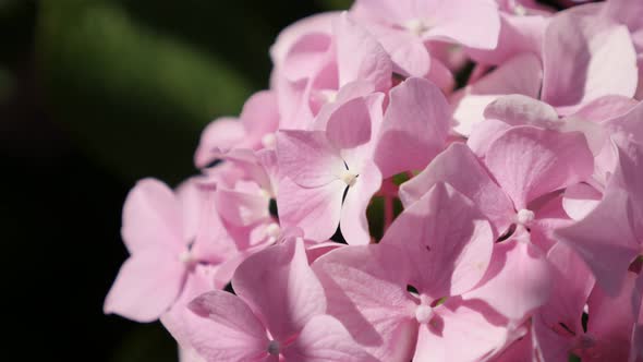 Beautiful Hydrangeaceae family Hortensia  plant close-up4K 2160p 30fps UltraHD footage -  Petals of  alt