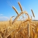 Tall wheat in field - AI generated - PhotoDune Item for Sale