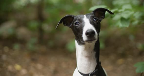 Whippet Dog - 4k alt