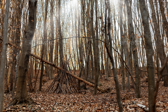 Hut made of bare branches in autumn forest. Trunks of bare trees ...