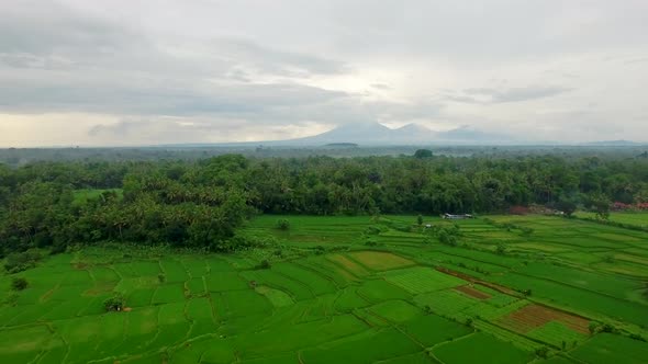 Aerial View of Rice Fields, Bali, Indonesia