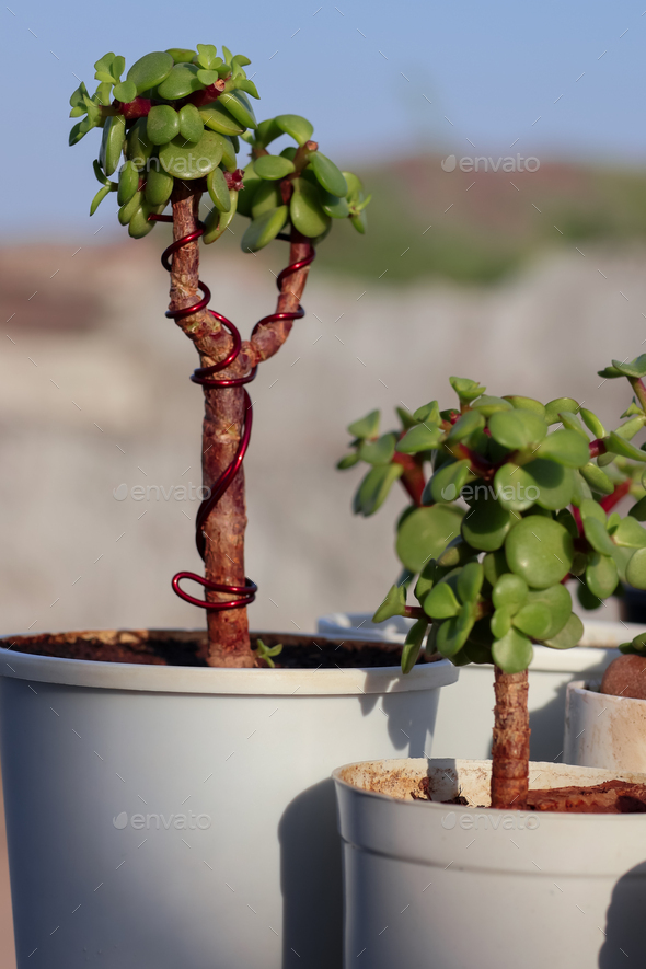 Mini Collection of Portulacaria Afra jade plant bonsai with mini pots ...