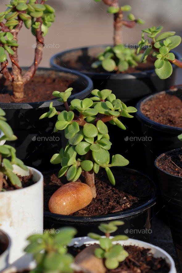 Mini Collection of Portulacaria Afra jade plant bonsai with mini pots ...