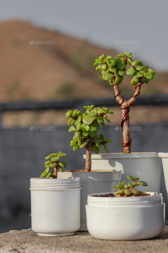 Mini Collection of Portulacaria Afra jade plant bonsai with mini pots ...