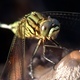 Odonata - PhotoDune Item for Sale