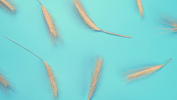 Rotating Blue Background with Spikelets