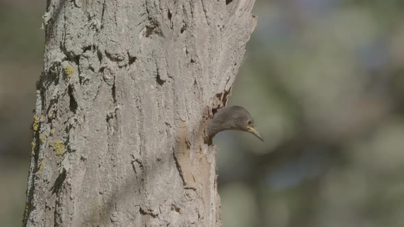 Starling Chick Looking Outside Nest