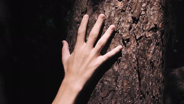 Boy Hand Gently Touches a Tree Bark in Forest at Sunrise