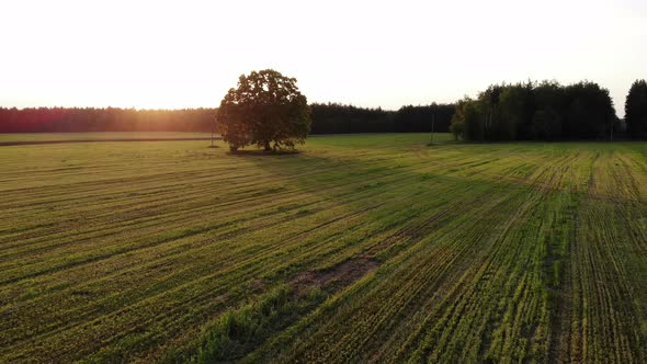 Fly Over Beautiful Landscape with Huge Lonely Oak Tree Against Sunset, Aerial View, Top Shot, Drone