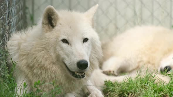 A Family of Arctic Wolves is Resting Lying on the Green Grass alt