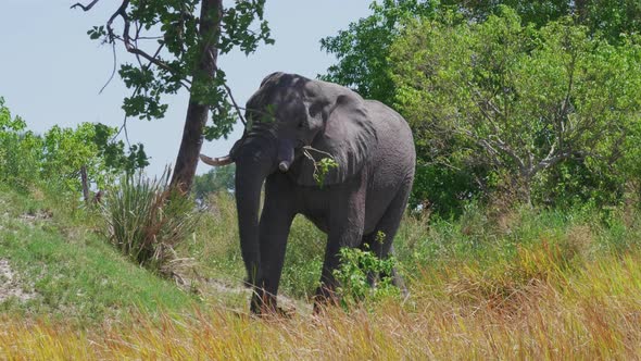 A beautiful African elephant breaking off a tree branch - close up alt