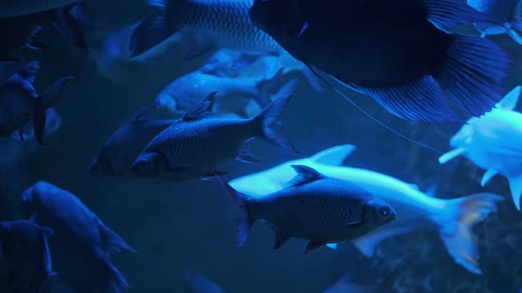 Aquarium with Big Fish