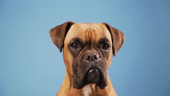 Cute boxer dog in the photo studio on blue background